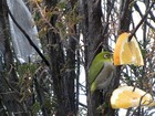 「めじろ」が来ます・・・・・