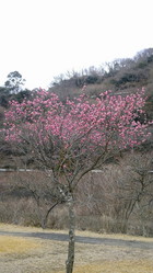奥野ダムの紅梅が咲いています。