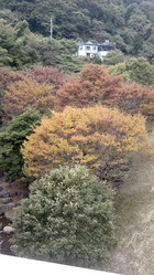 奥野ダムの紅葉そろそろ