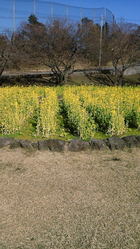 さくらの里ではもう「菜の花」が満開です