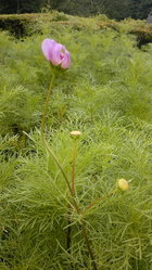 えっ　もうコスモスの花が？・・・